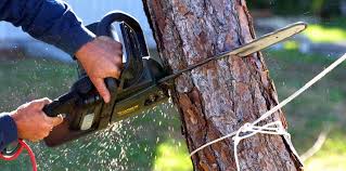 Best Fruit Tree Pruning  in Ivey, GA