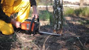 Best Root Management and Removal  in Ivey, GA