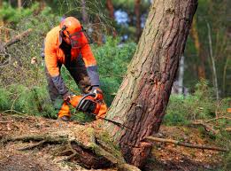 Best Tree Disease Treatment  in Ivey, GA