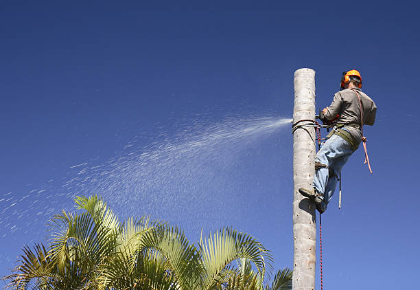 Best Emergency Tree Removal  in Ivey, GA