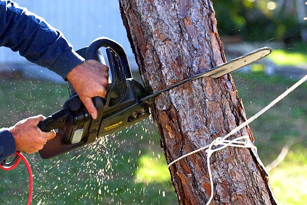 Best Leaf Removal  in Ivey, GA