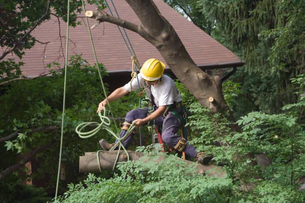 Best Mulching Services  in Ivey, GA