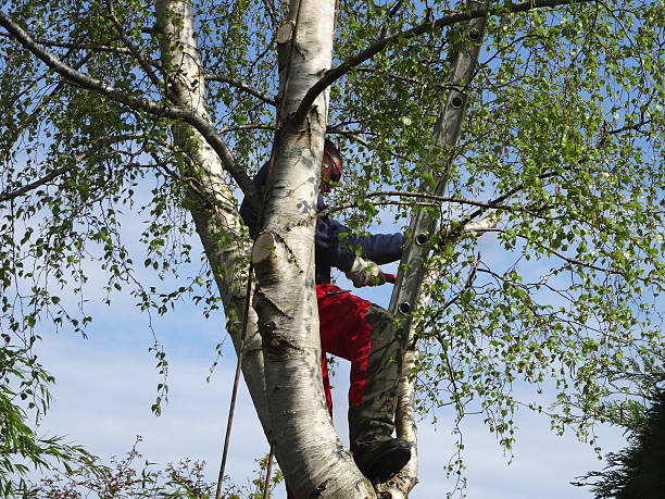 How Our Tree Care Process Works  in  Ivey, GA