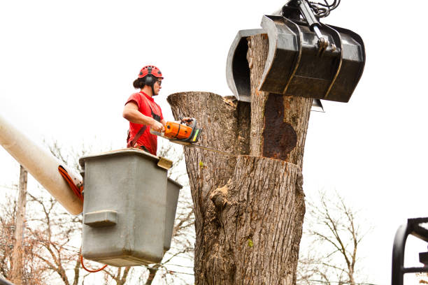 Best Tree Maintenance Programs  in Ivey, GA